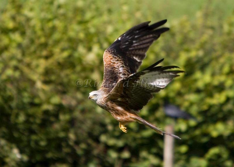 RedKite 23.jpg